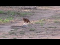 Black Mamba Vs Dwarf Mongoose