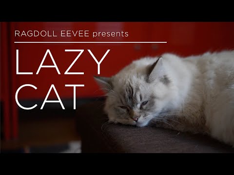 A Ragdoll cat being LAZY