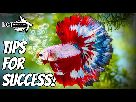 YouTube video about: What color light do betta fish like?