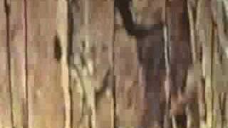 Opus 14-Dustin O'Halloran-video by Stefano Mandracchia