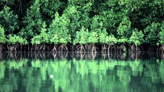 Bonobo - First Fires (Instrumental)