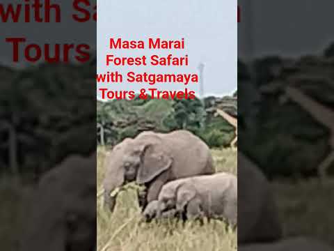 Masa Marai Forest Safari on 23rd August,Kenya