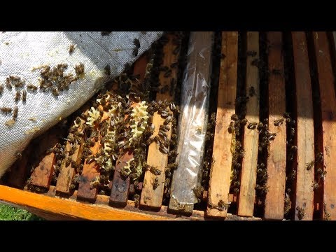 Расширять пчелиное гнездо на пасике или ???