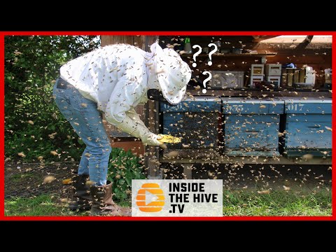 What happened to Beekeepers last year? - BIP Report - Dr. Nathalie Steinhauer