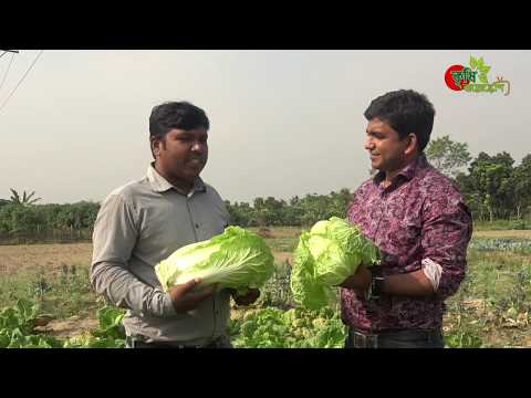 চাইনিজ ক্যাবেজ-(leafy vegetable)- বাংলাদেশে-বিঘা প্রতি আয় হতে পারে ২-৩ লাখ টাকা