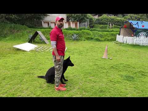 🐶😎 Cómo ENSEÑAR a tu PERRO a caminar SIN correa [JUNTO A TI]