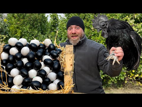 Chicken Dish with Black Meat! A Familiar Recipe in a New Way