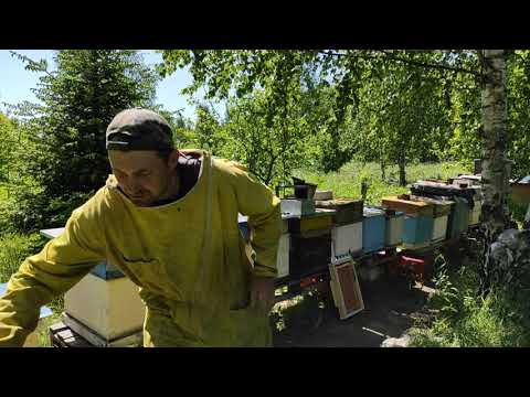 Пчеловодство.Словил большой рой пчёл в лесу. #Пчеловодство