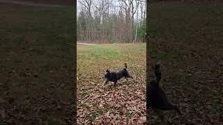 Video preview image #1 Mutt Puppy For Sale in Garden City, NY, USA