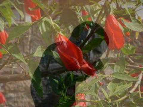 Heavy - Artist (Edsel)