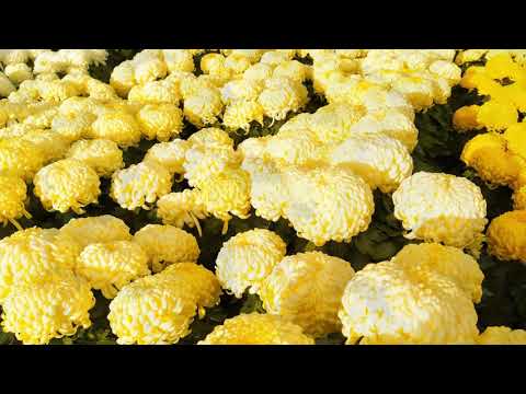 Waldemar Kocoń „MOJE CHRYZANTEMY” [My chrysanhemums]