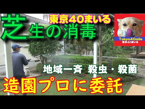 芝生に幼虫がいるかどうかはどうやってわかりますか?特定、治療、予防  庭園