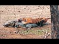 Crocodiles Vs Tigers Video Compilation Interaction Analysis