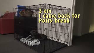 Help puppy stop crying at night in crate - Day 2