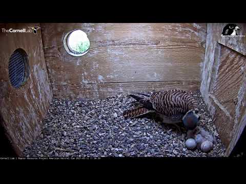 Third Kestrel Chick Hatches, Chicks Fed For First Time – May 12, 2021