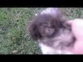 Havapoo dogs for sale: Higgins - Video 1