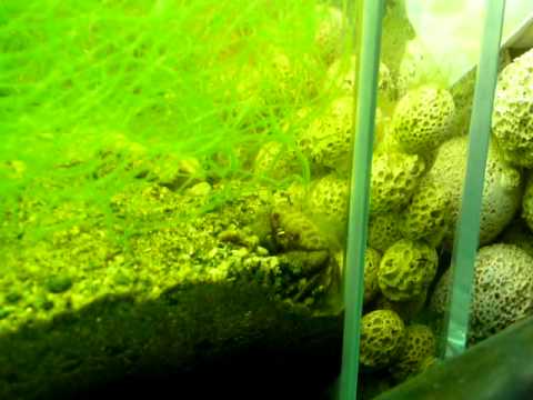 descargar reef aquarium psp español