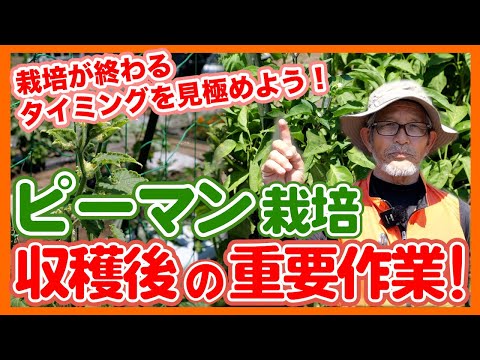 唐辛子のまき方 バケツの種の発芽 ガーデニングのヒント