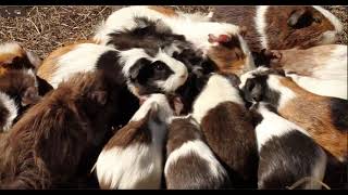 Chuột lang bọ ú nhà người ta | nuôi thả con nào cũng nhanh nhẹng cưng quá