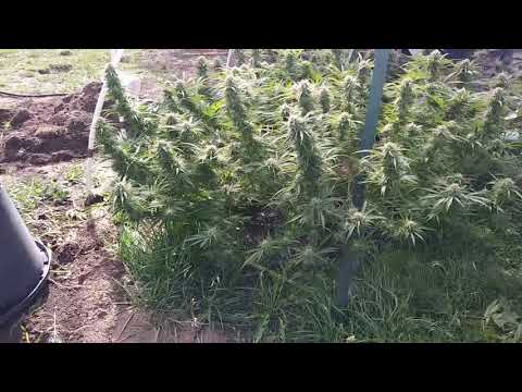 Ak47 resluts and update 10/09/18