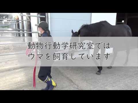 獣医学科 【北里大学獣医学部 動物資源科学科】研究室紹介 動物行動学研究室（ウマの飼育）