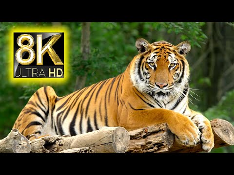 8K TV HDR 60FPS ULTRA HD - Big Cats From The World