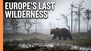 Secret World of the Moors | Bogs, Wildlife & Untouched Wilderness