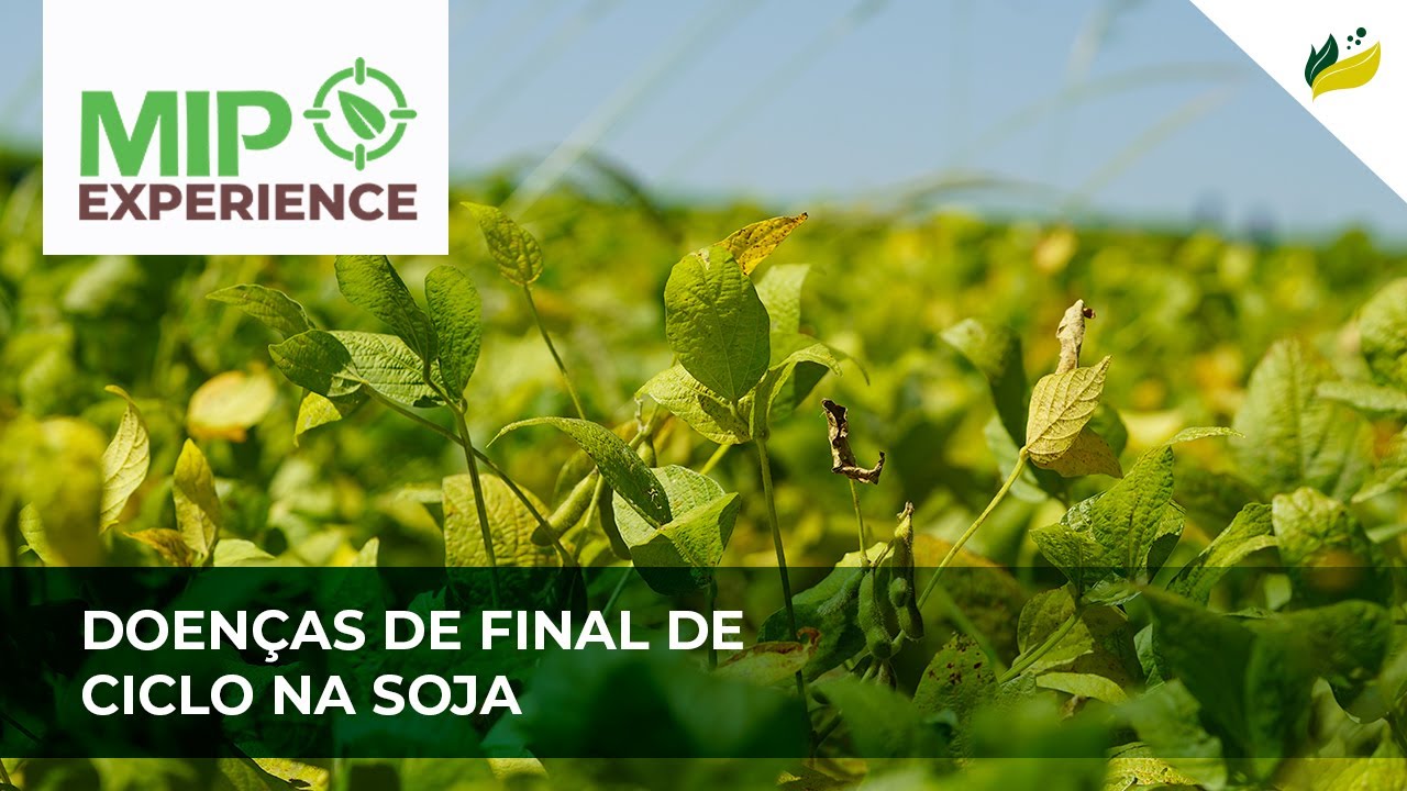 Doenças de final de ciclo na soja - MIP Experience