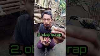 Download lagu manfaat bawang putih untuk ayam #shortvideo #ayam #tips #fun #funny mp3