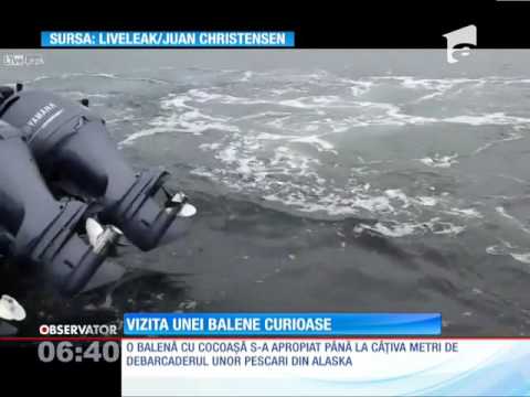 O balenă cu cocoaşă s-a apropiat de debarcaderul unor pescari din Alaska
