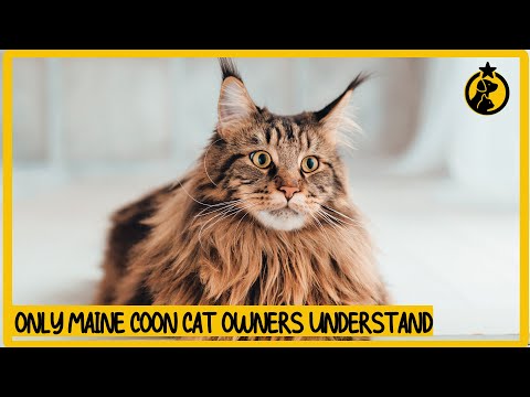 6 Things Only Maine Coon Cat Owners Understand