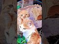 ❗️Cute kittens...For big cat lovers❗️🤗