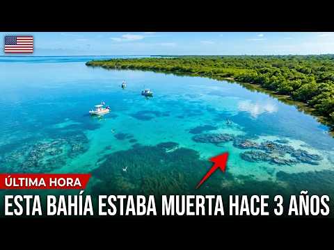 EE. UU. Soltaron 340 Millones de Ostras en una Bahía Muerta — Lo Que Pasó Después Es Increíble