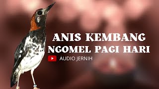 Download lagu ANIS KEMBANG , PUNGLOR KEMBANG , NGEPLONG DENGAN KOMBINASI NGECIS BETINA BINAL mp3