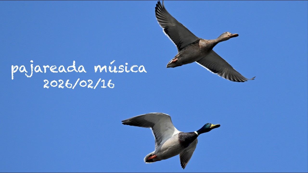 pajareada música 2026/02/16