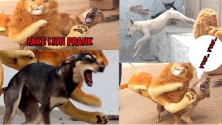 Fack lion prank on dog !!Do not try to laugh 😄Dog prank new video 2022#animals