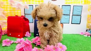 ハーフ犬の動画01