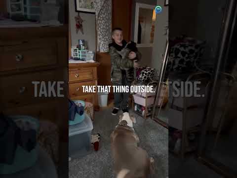 Boy brings home pet raccoon! #shorts #funny #raccoon