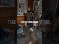 Boy Brings Home Pet Raccoon Shorts Funny Raccoon