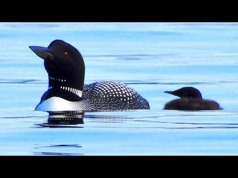 Loon Call: The Hoot