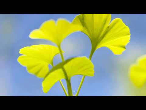 Ginkgo Biloba: The Tree That Time Forgot!