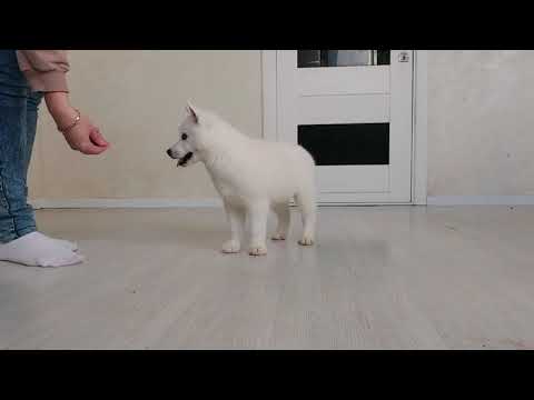 Siberian Husky puppy for sale