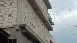 Download lagu Suara walet albino mp3