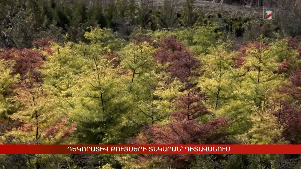 Դեկորատիվ բույսերի տնկարան՝ Դիտավանում