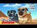 Search For The Pyramids Puppy Dog Pals Official Disney Channel Africa