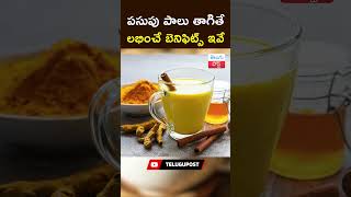 Download lagu These are the benefits of drinking turmeric milk | Health Benefits Of Turmeric Powder Milk || TeluguPost mp3 Download lagu These are the benefits of drinking turmeric milk | Health Benefits Of Turmeric Powder Milk || TeluguPost mp3