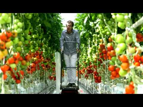 , title : 'Tomates : pourquoi et comment les cultive-t-on sous serre ?'