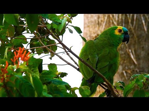 TURQUOISE-FRONTED PARROT, AMAZONA AESTIVA, PAPAGAIO-VERDADEIRO, Wildlife shows, Natural beauty.