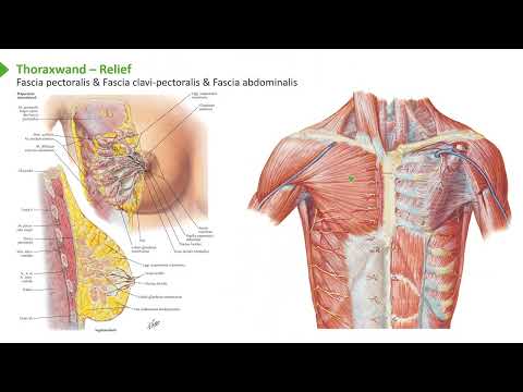 Anatomie I Bewegungssystem (Detailwissen) I Brust- und Bauchwand: Relief I Prof. Dr. med. Wirth