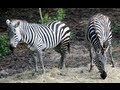Kilimanjaro Safaris Full Ride POV Zebras Disney S Animal Kingdom WALT DISNEY WORLD FL